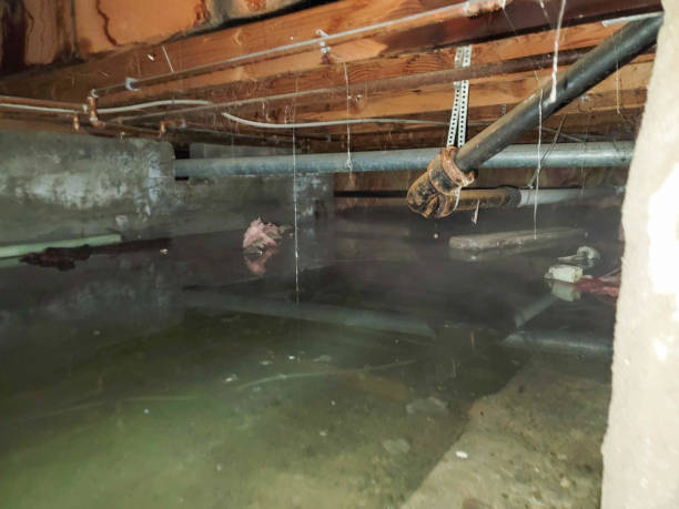 Best Local water damage restoration  in Laurel Lake, NJ