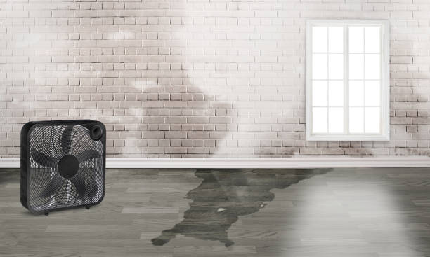 Best Sewage cleanup and water damage restoration  in Laurel Lake, NJ